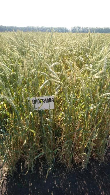 Павлоградка сорт мягкой яровой пшеницы