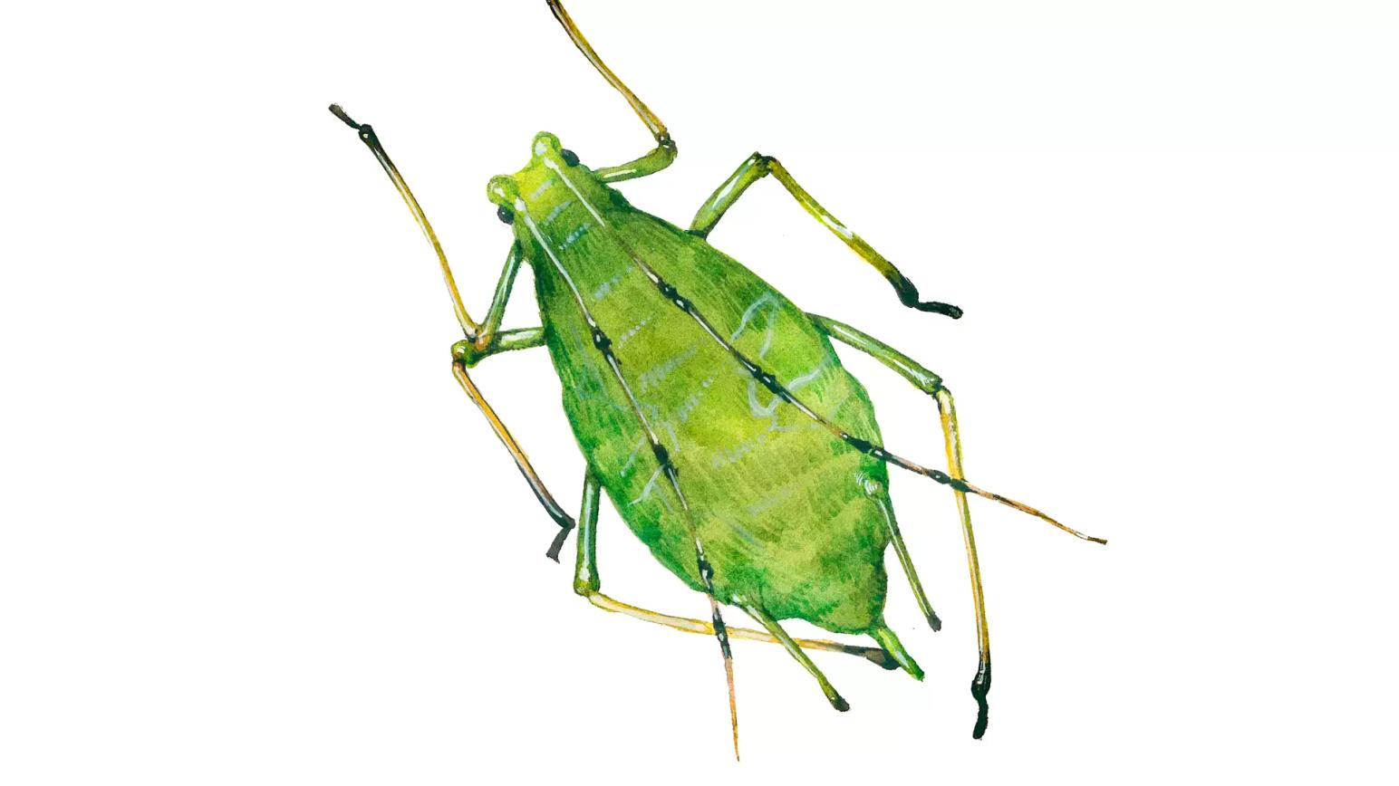 Гороховая тля