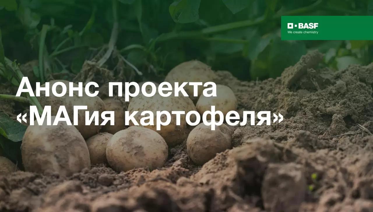 «МАГия картофеля»