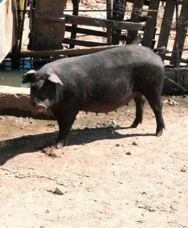Неро сицилиано – порода свиней