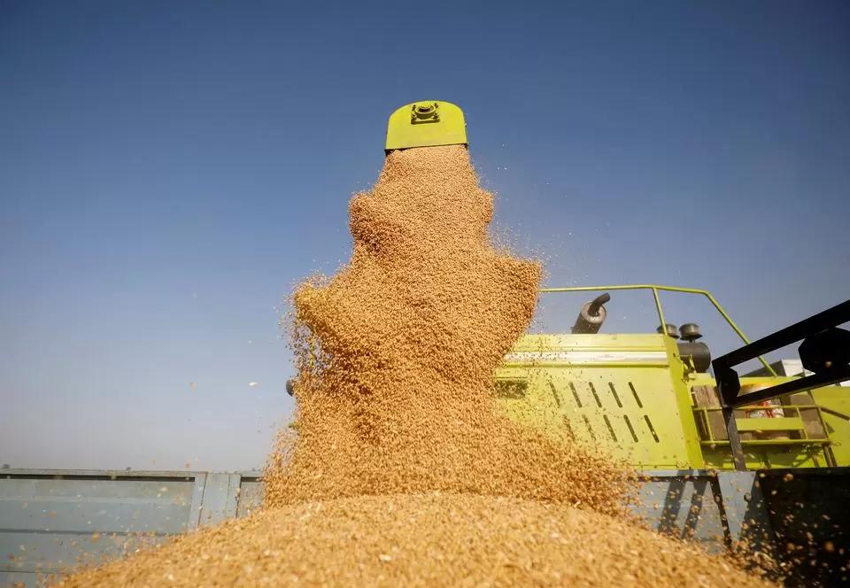 Экспорт пшеницы из РФ может вырасти на фоне приостановки «зерновой сделки»