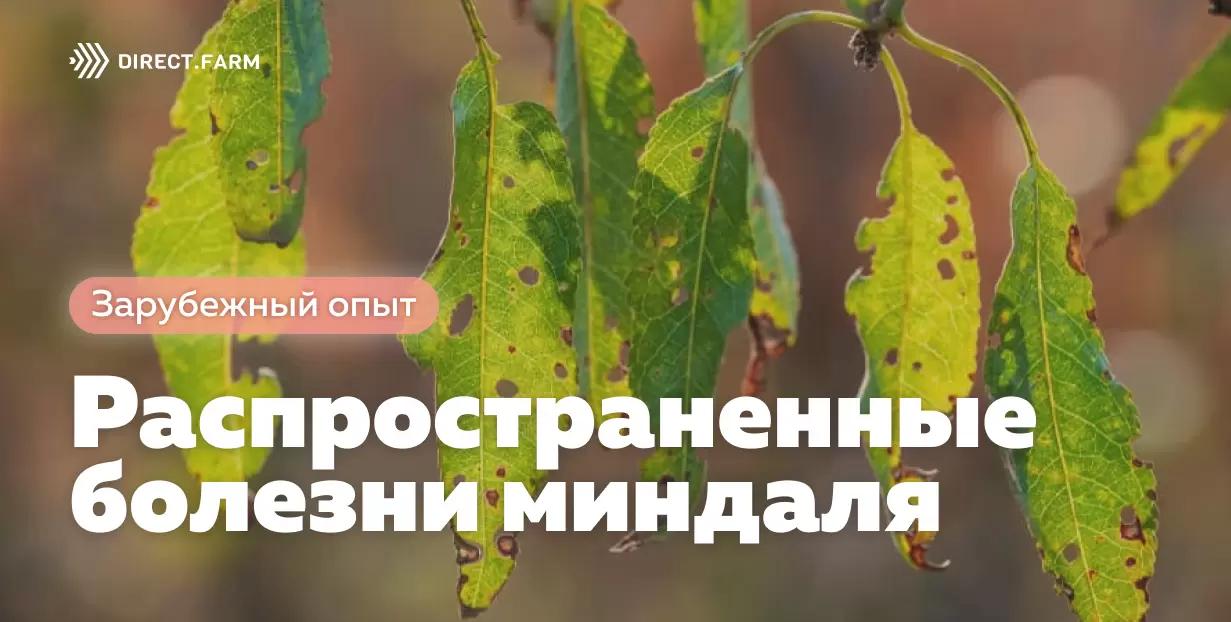 Распространенные болезни миндаля