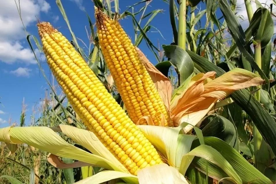 Неразвившийся первичный початок кукурузы