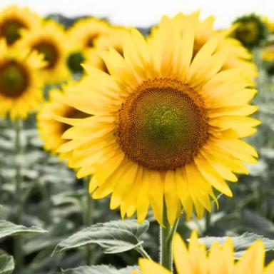 Семена подсолнечника Суринат (F1), ультраранний гибрид