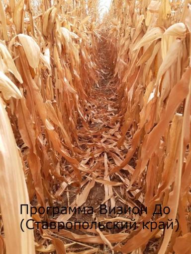Новый взгляд на защиту кукурузы от компании ЮПЛ