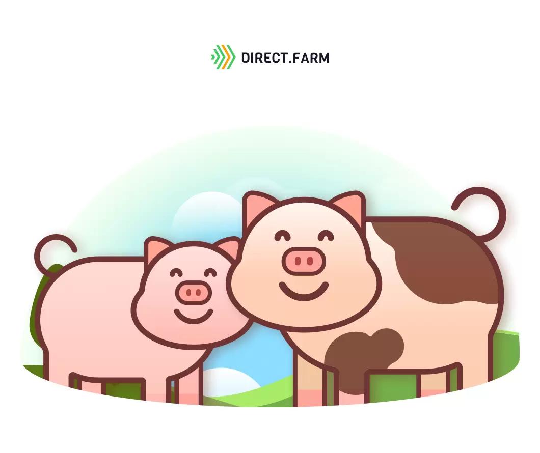 Как выбрать беконную породу свиней?