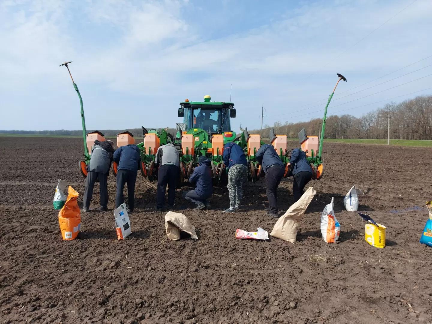 Анализ гибридов кукурузы различных производителей на площадке АртПолигон