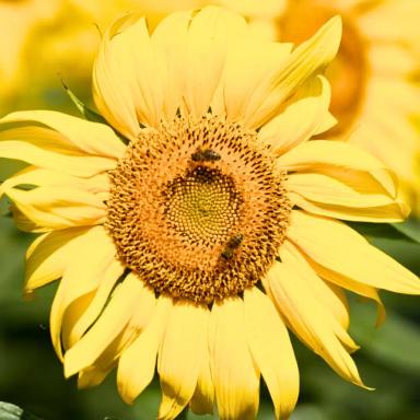 Семена подсолнечника Арнеб СУР (F1), среднеранний гибрид