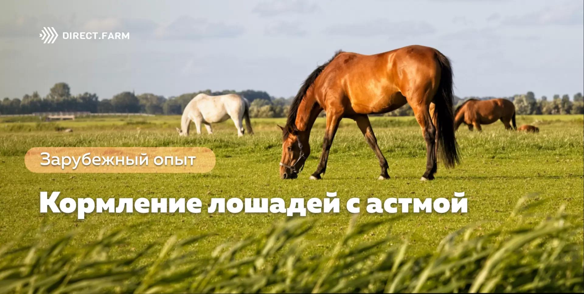 Кормление лошадей с астмой