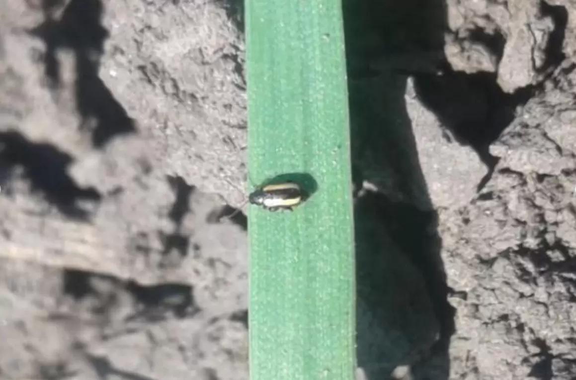 АГРОМОНИТОРИНГ