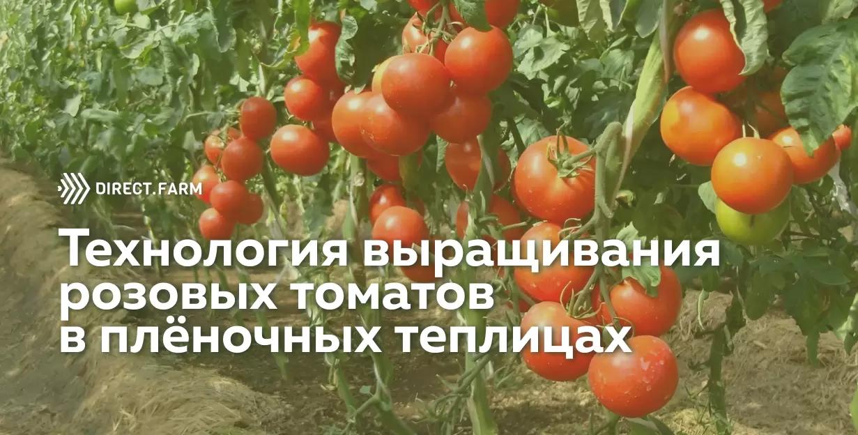 Технология выращивания розовых томатов в плёночных теплицах