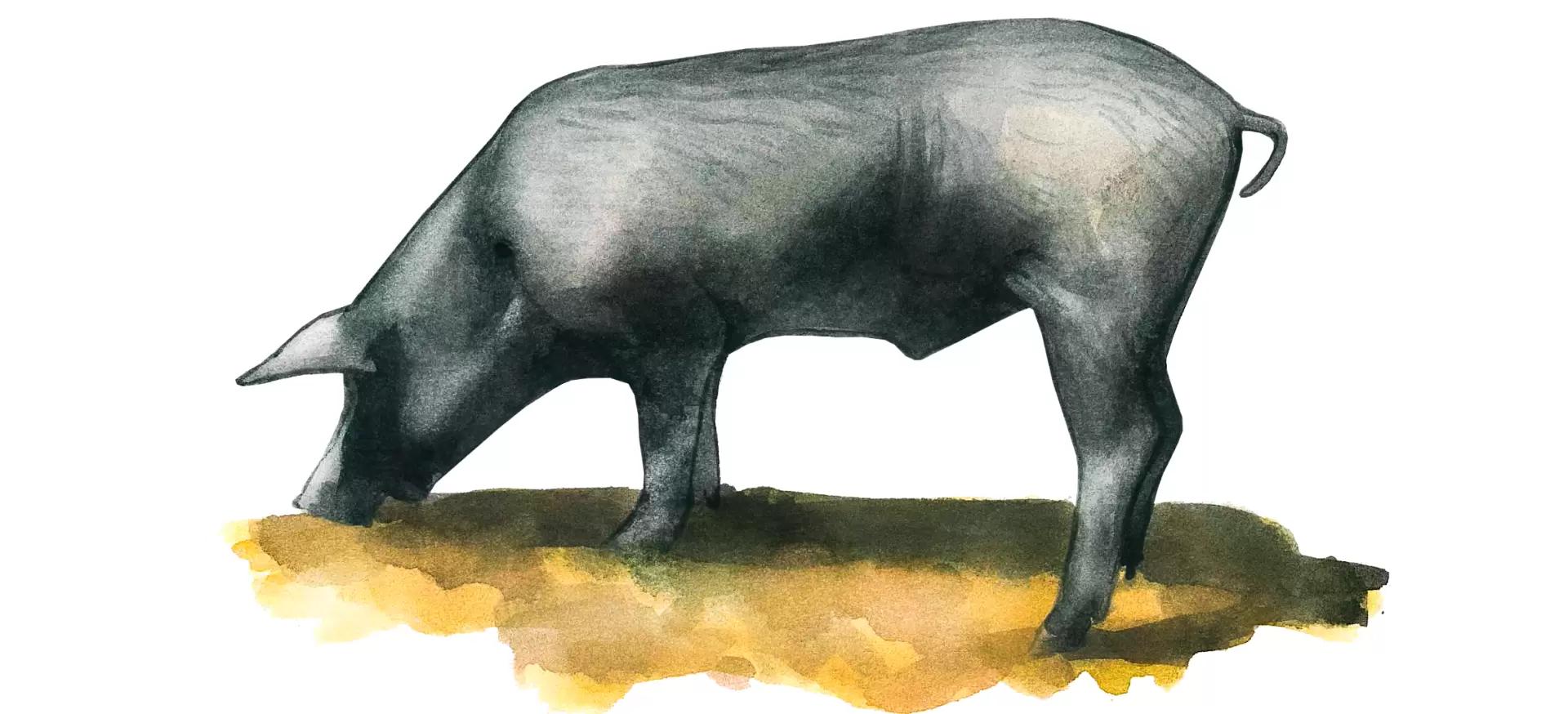 Моравка – порода свиней