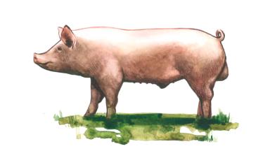 Короткоухая белая порода свиней (эдельшвайн)