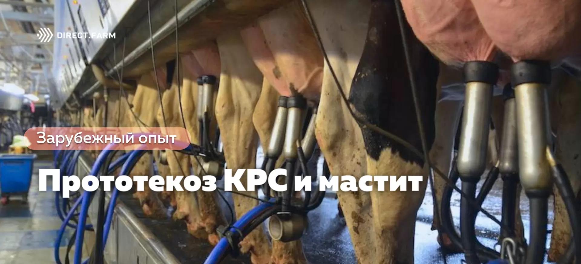 Среди КРС распространяется прототекоз и связанный с ним мастит