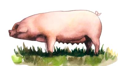 Украинская мясная порода свиней
