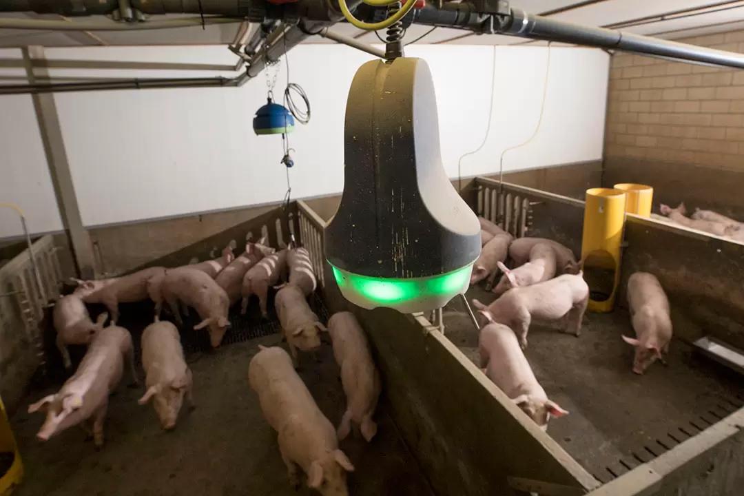 Почему важно анализировать вокализацию свиней?