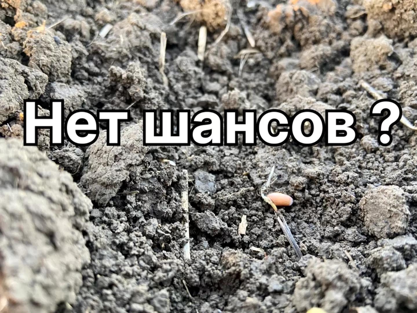 Поздний сев пшеницы: да или нет?