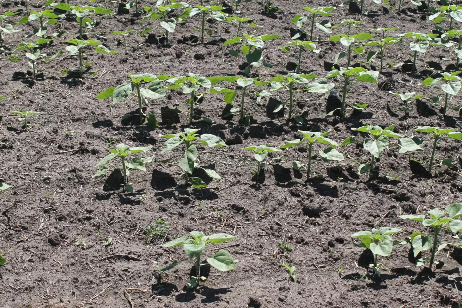 Здоровье почв: пожиратели  гербицидов или контролируем последействие биотой
