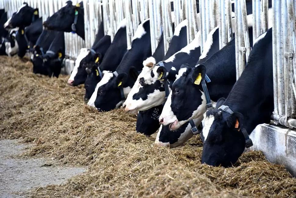 В России создадут единую базу данных племенных животных