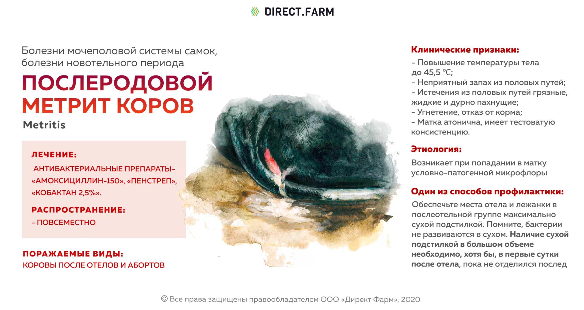 Послеродовой метрит коров