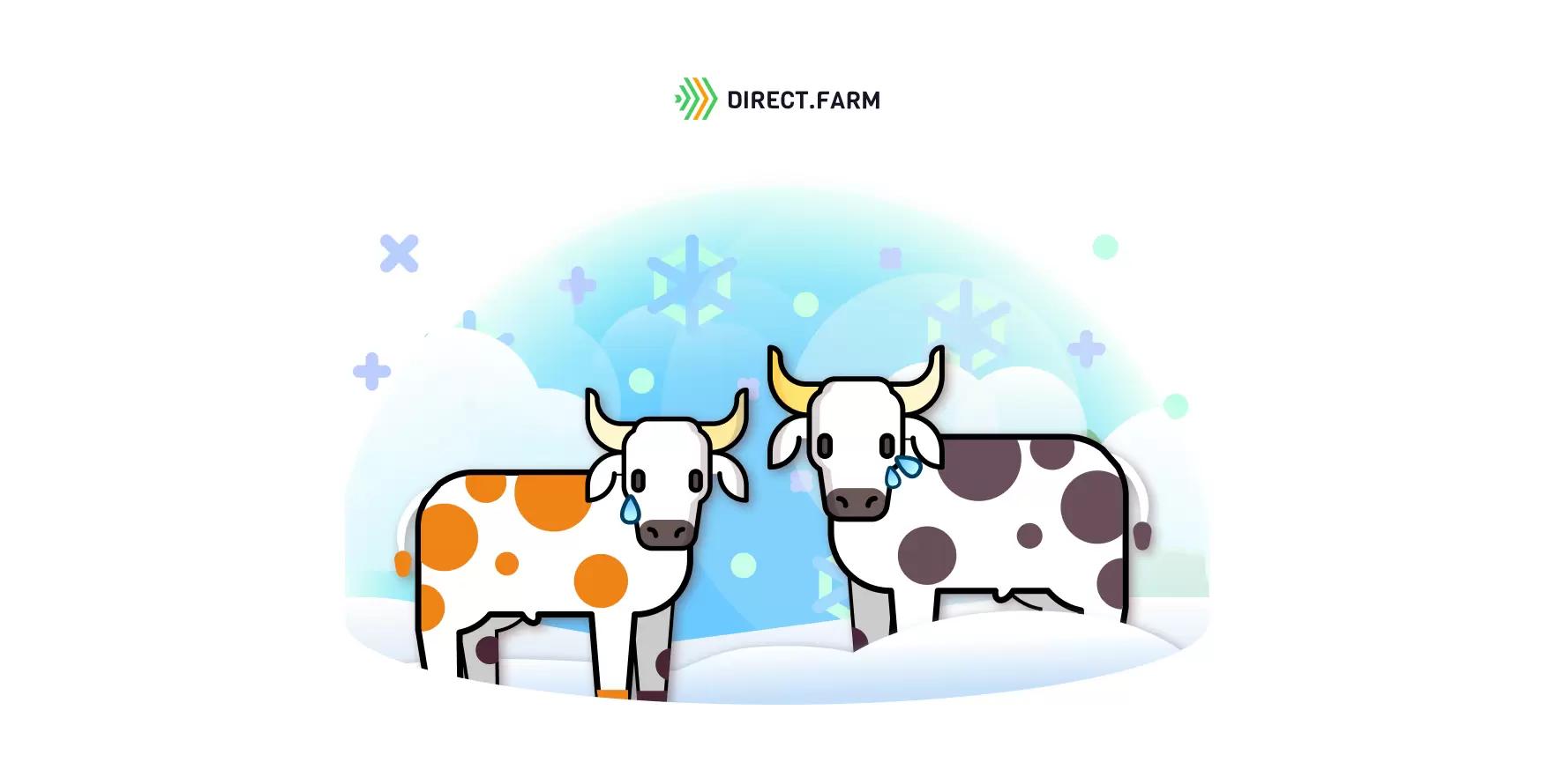 Помощь КРС при обморожении и переохлаждении