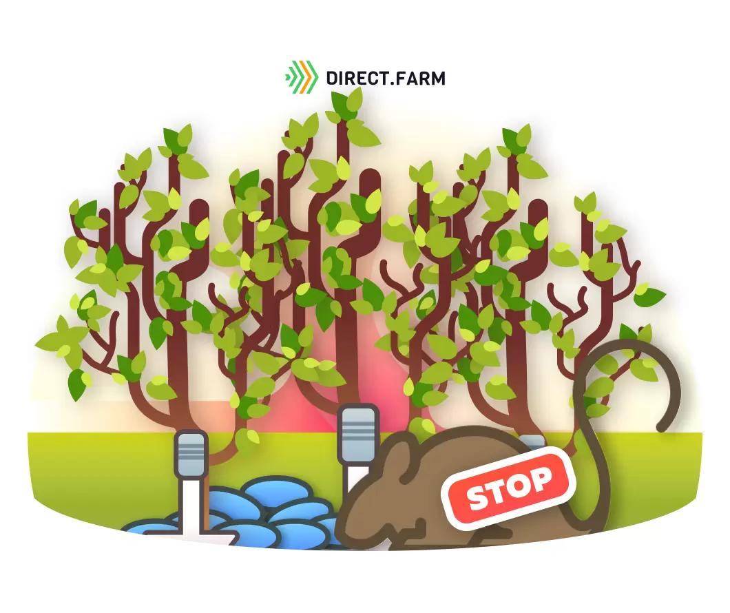 Борьба с полевками: как снизить ущерб от грызунов для садов и виноградников