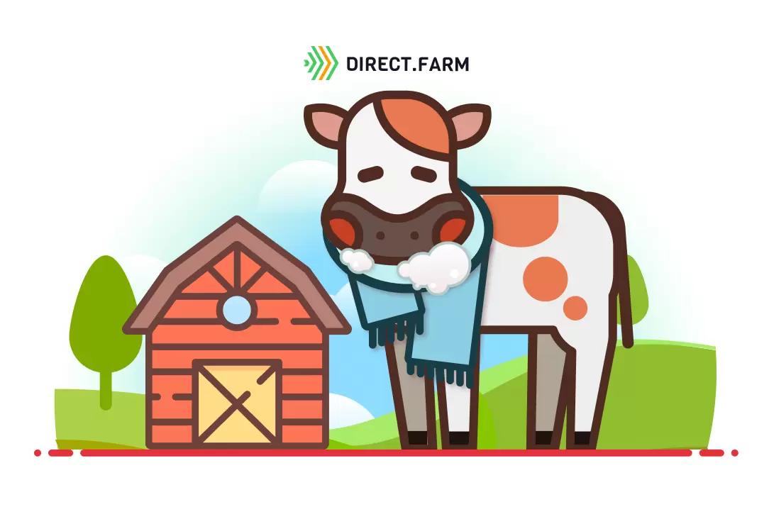 Почему телята кашляют?