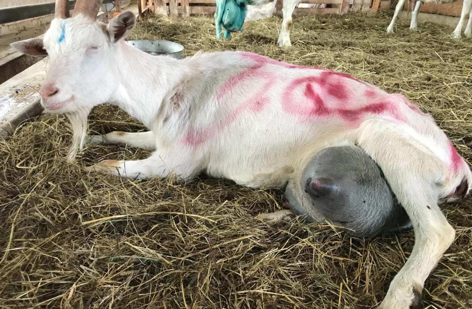 Опыт лечения мастита у коз