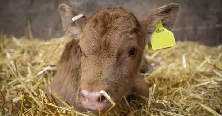 Респираторные заболевания КРС – ранние симптомы часто упускают
