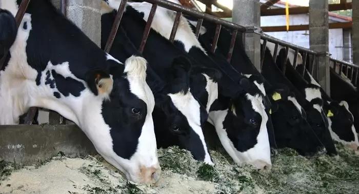 Минсельхоз утвердил требования к племенным хозяйствам