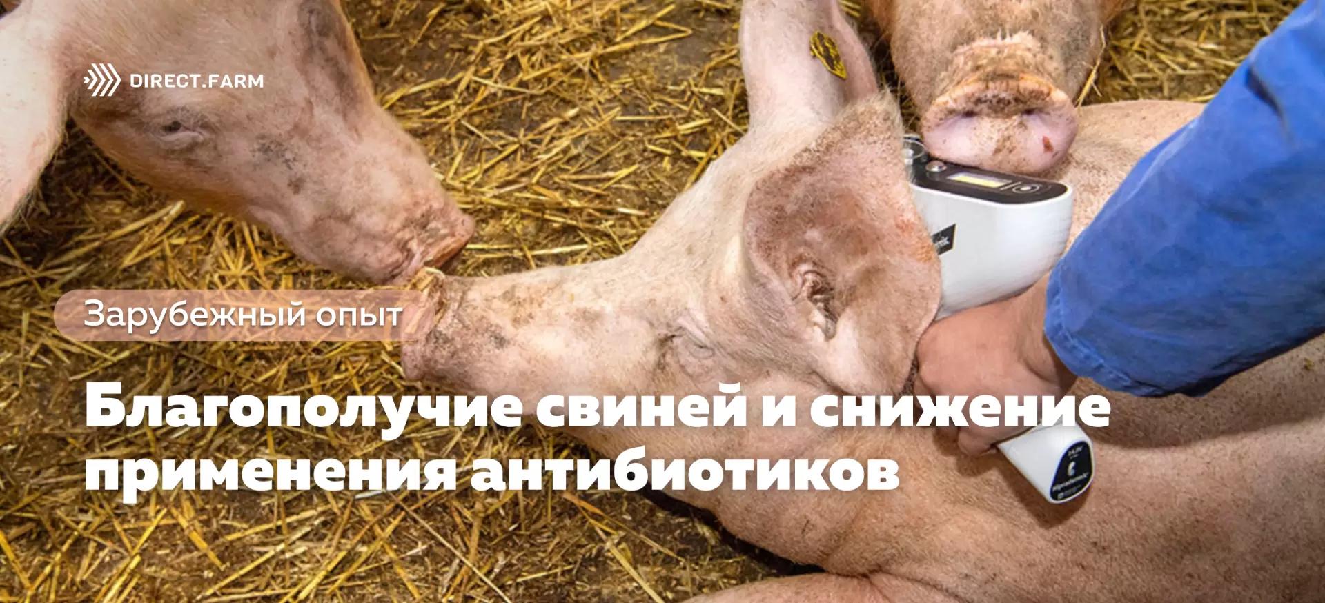 Связано ли сокращение использования антибиотиков с благополучием свиней?