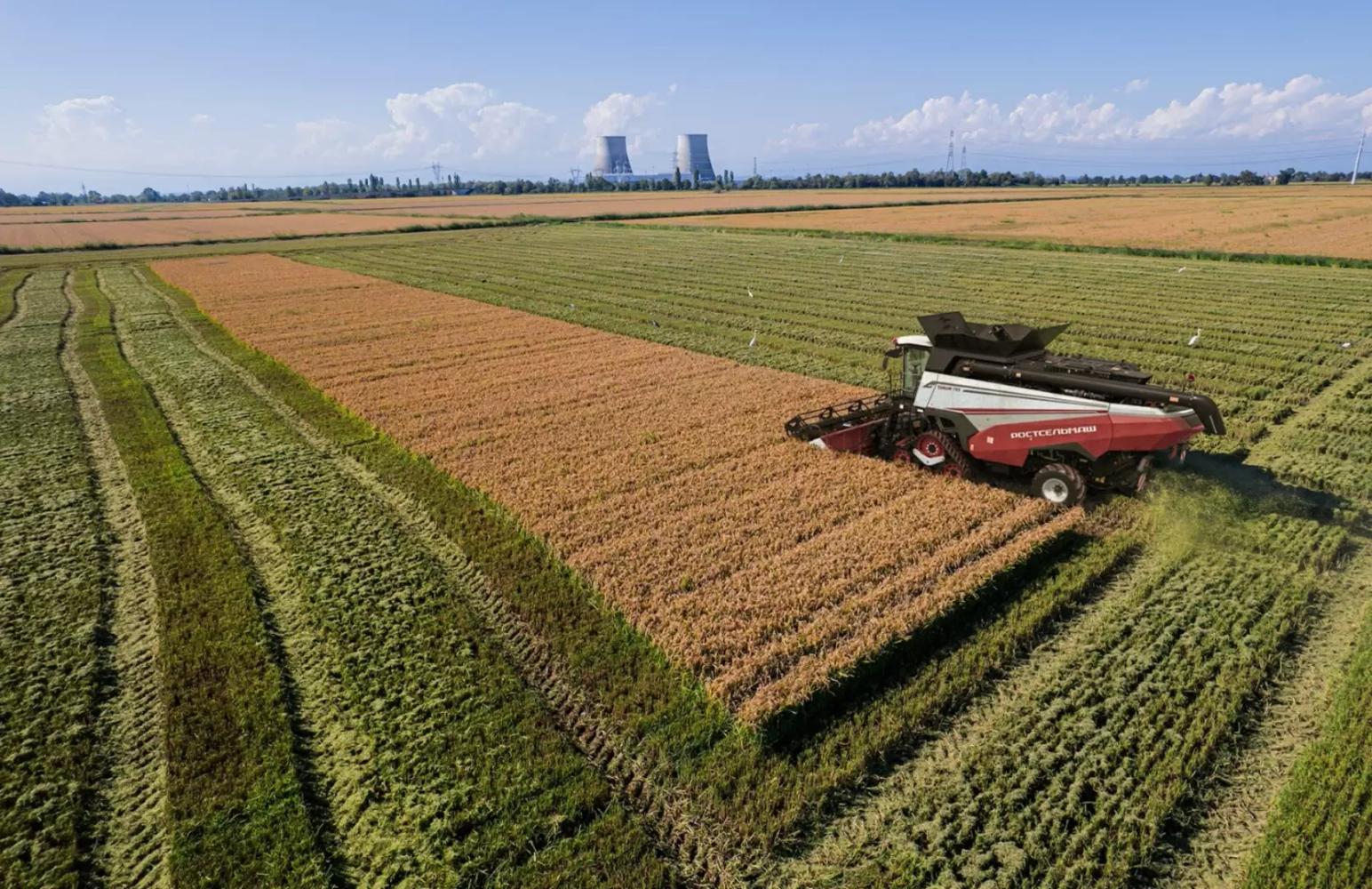 Как правильно убирать рис?