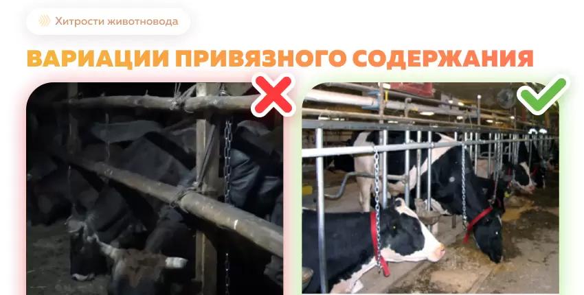 На что обратить внимание при модернизации привязной системы содержания