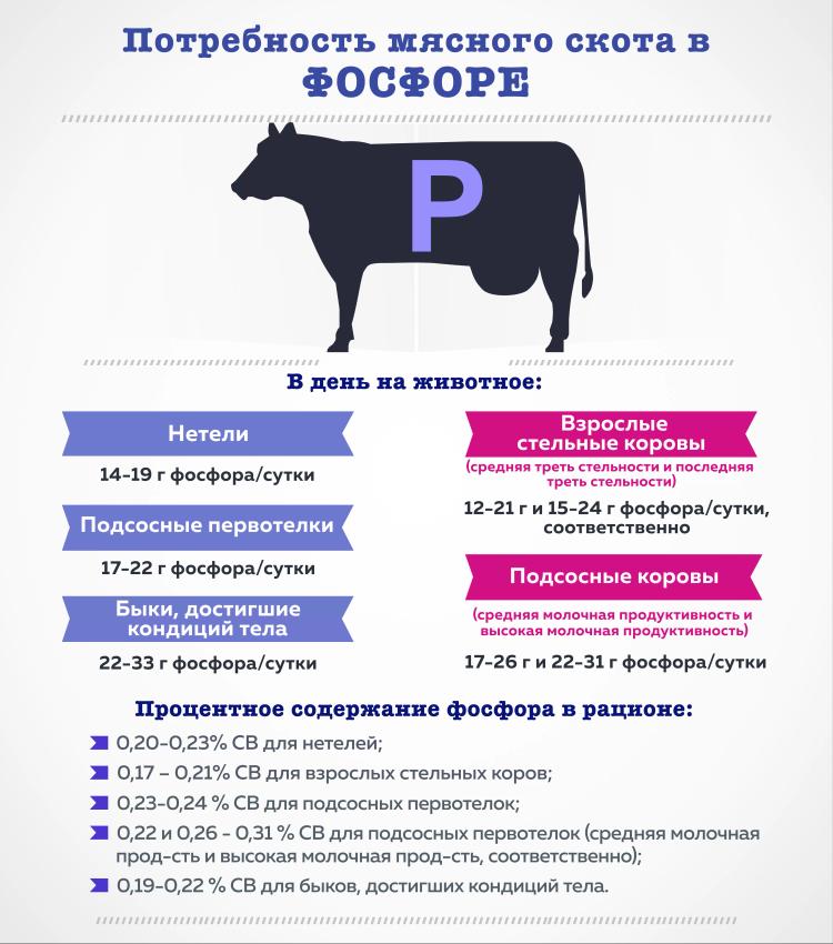 Потребность мясного скота в фосфоре