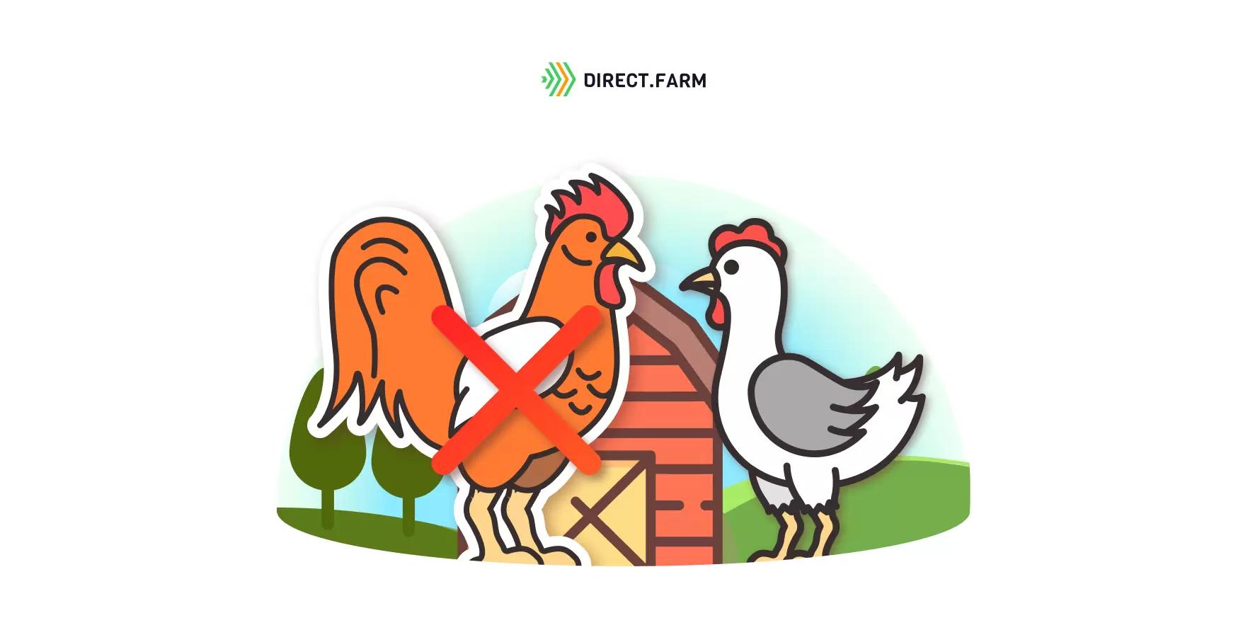 Как организовать искусственное осеменение птицы?