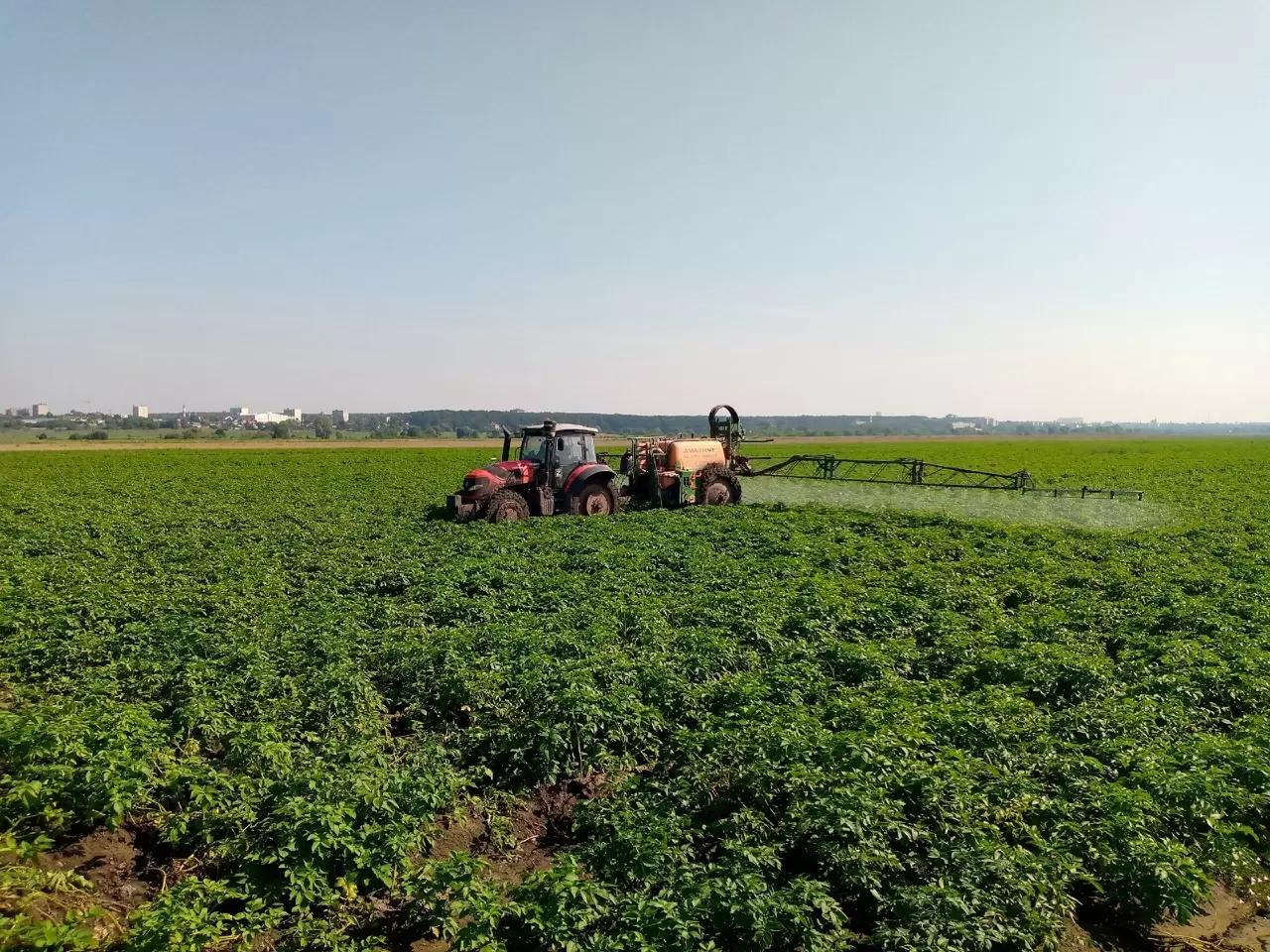 Сезон 2025 год. Обработка картофеля нашим органическим удобрением Абиофол.