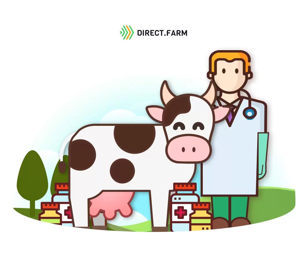 Регулирование половой охоты у коров