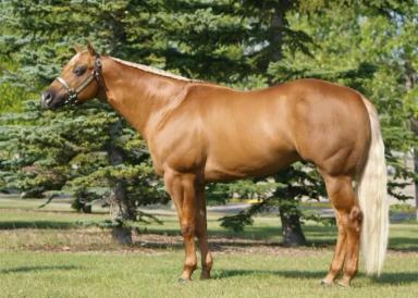 Кватерхорс (четвертьмильная лошадь) – порода лошадей