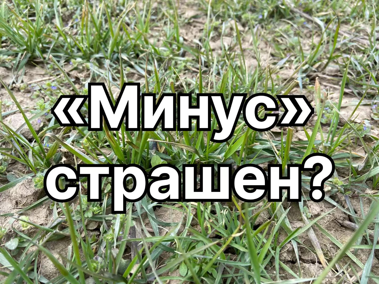 Заморозки: насколько они страшны для пшеницы?