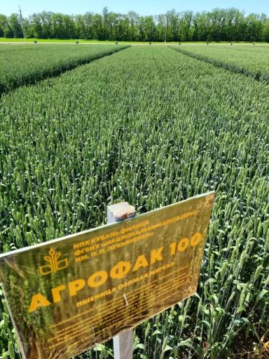 Агрофак 100 сорт мягкой озимой пшеницы