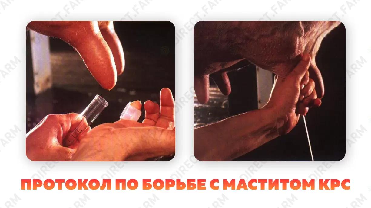 Протокол профилактики, диагностики и лечения маститов у коров