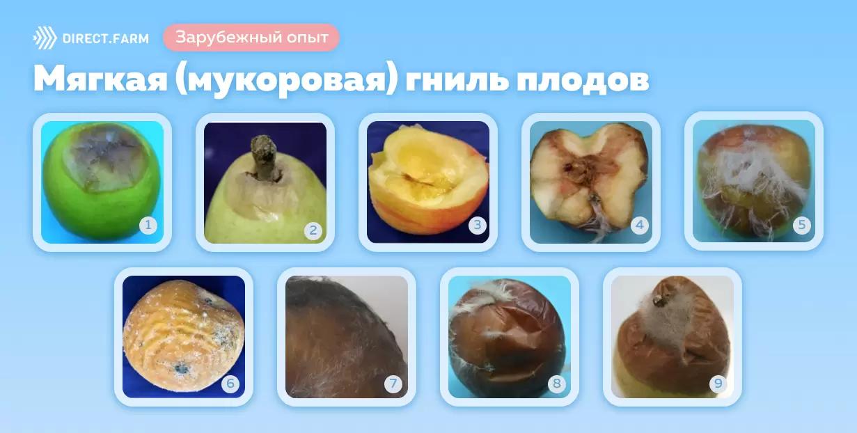 Мягкая (мукоровая) гниль плодов