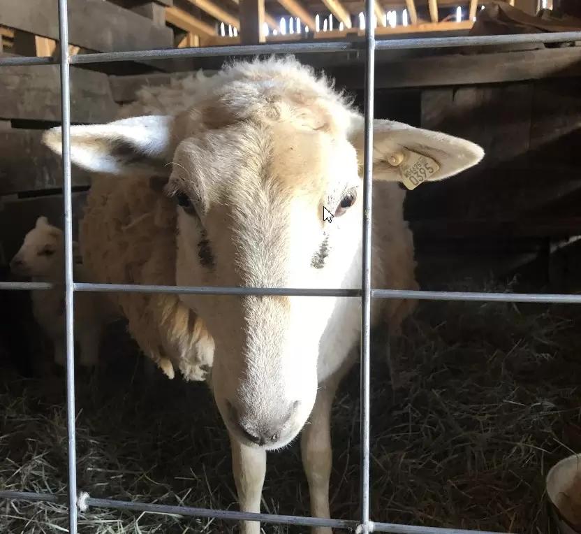 Вопросы из чатов: отчего у овцы опухоль у челюсти?