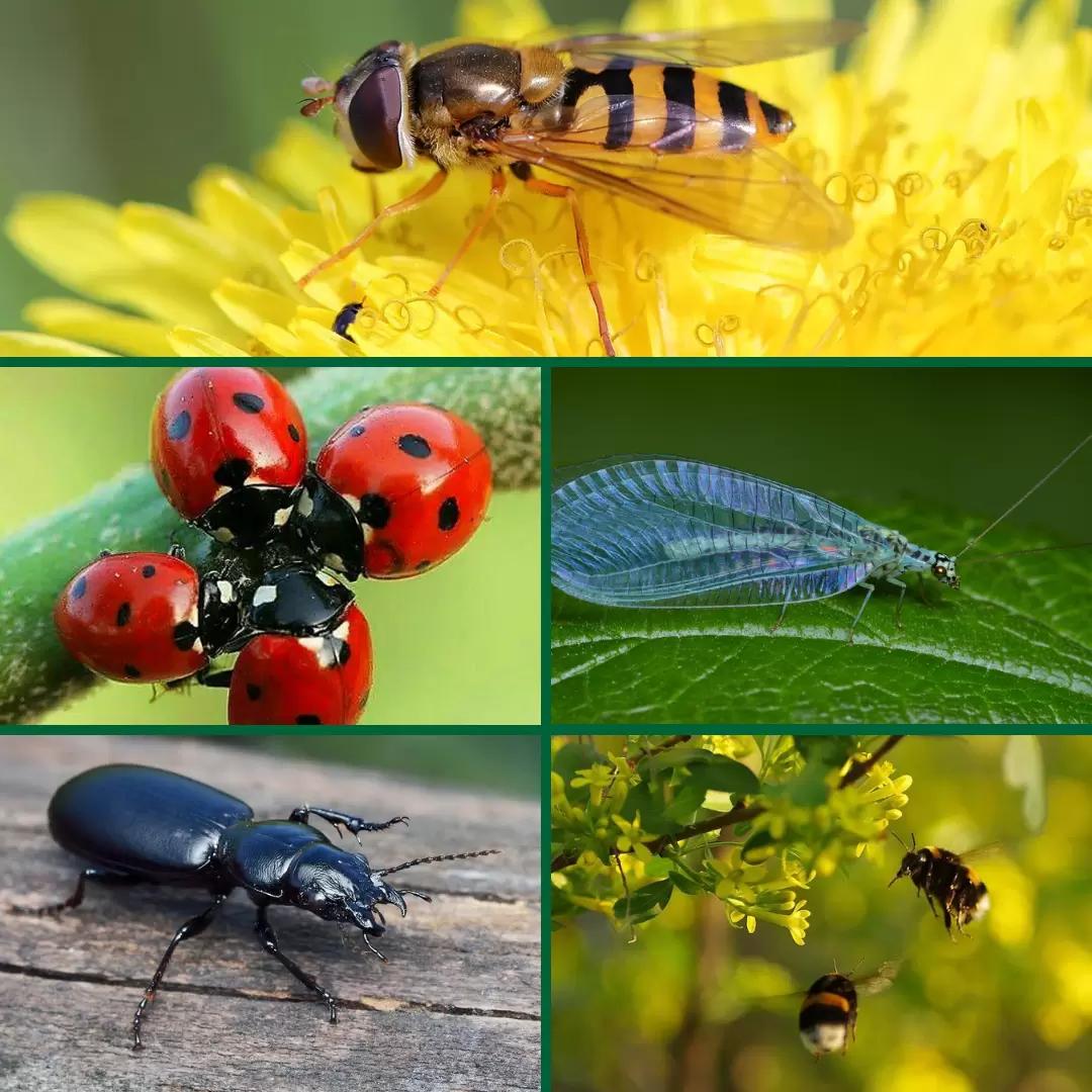 Ваши незаметные союзники