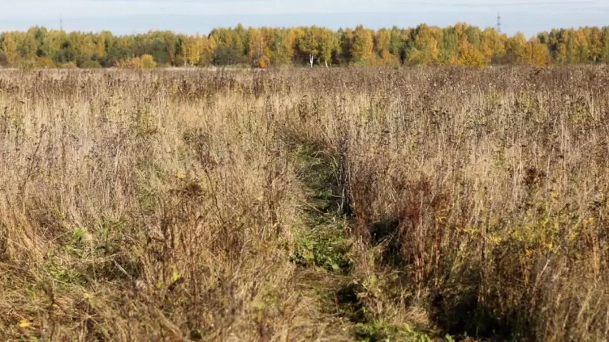 В 15 регионах России в 2023 году начнут поиск заросших лесом пашен