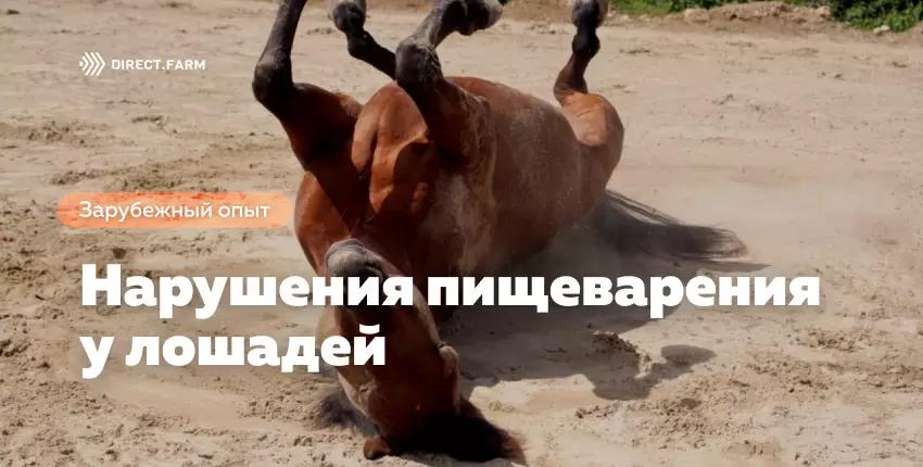 Нарушения пищеварения у лошадей