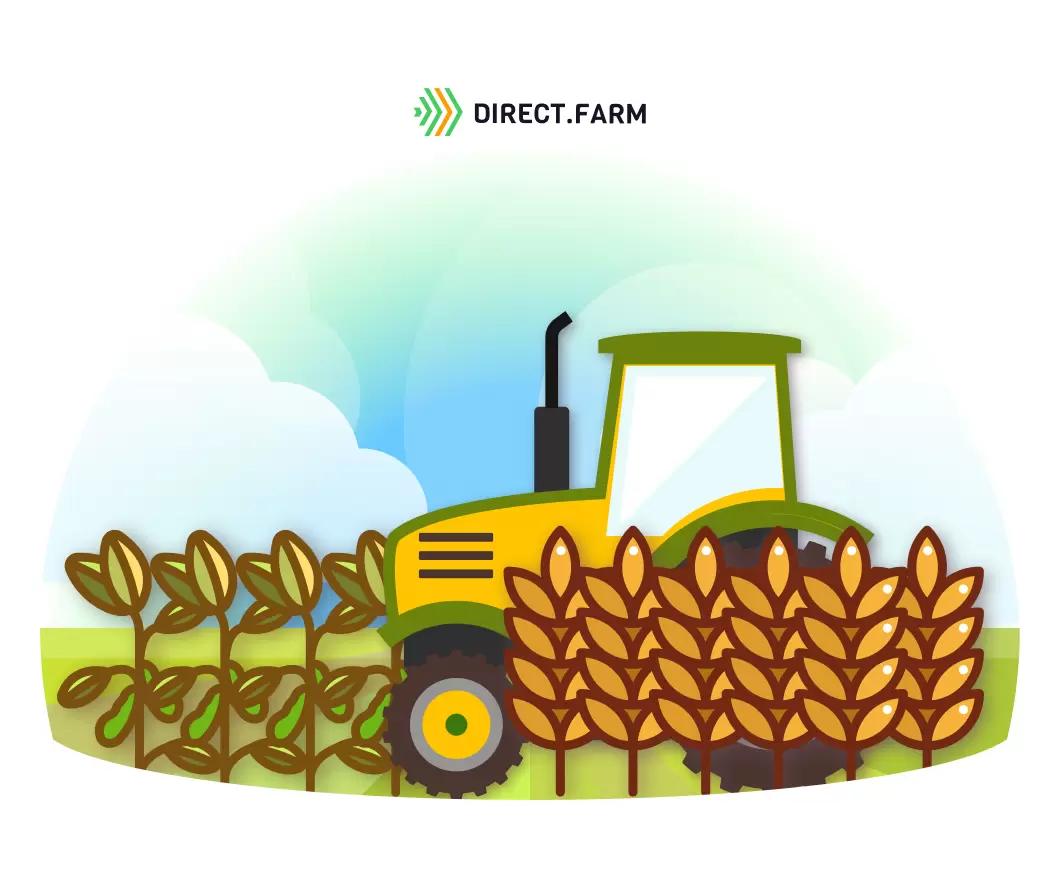 Когда сеять пшеницу по сое?