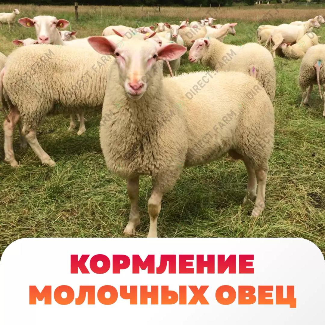 Правильное кормление молочных овец