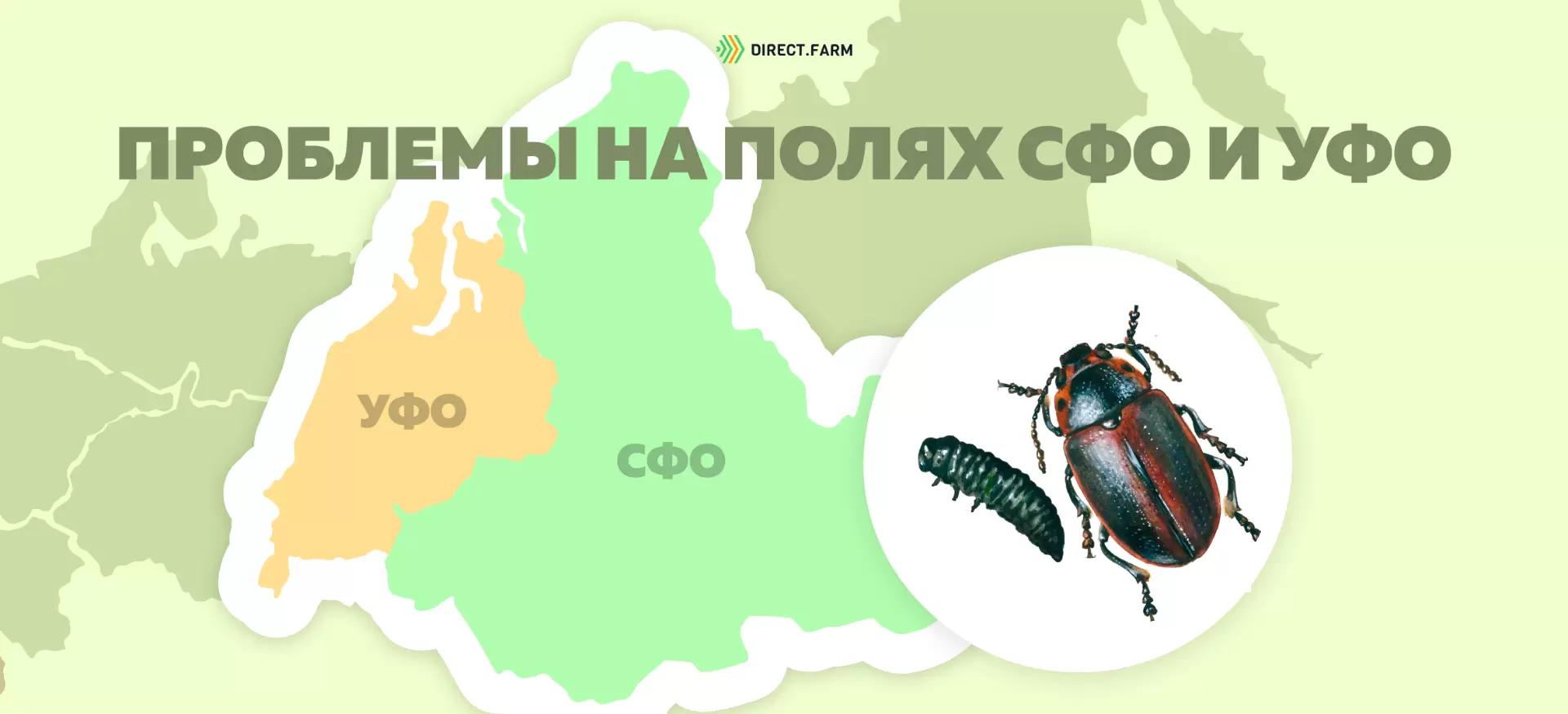 Угроза: Рапсовый листоед