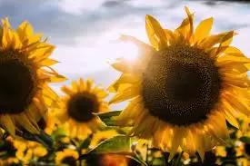 В России на фоне роста экспортных цен дорожают подсолнечник и подсолнечное масло